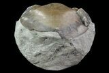 Inflated, Enrolled Isotelus Trilobite - Ohio #68601-4